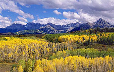 Aspen Groves are declining in the Rocky Mountains